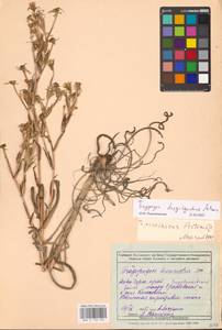 Tragopogon dasyrhynchus Artemczuk, Eastern Europe, Rostov Oblast (E12a) (Russia)