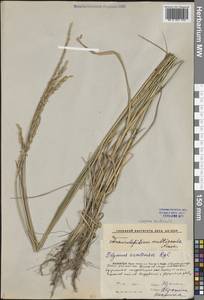 Leymus multicaulis (Kar. & Kir.) Tzvelev, Middle Asia, Caspian Ustyurt & Northern Aralia (M8) (Kazakhstan)