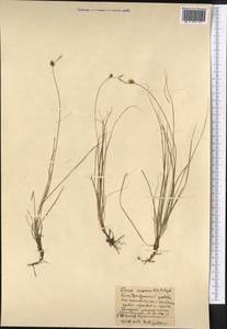 Carex supina Willd. ex Wahlenb., Middle Asia, Northern & Central Kazakhstan (M10) (Kazakhstan)