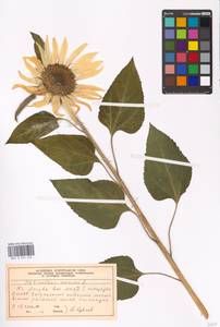 Helianthus annuus L., Eastern Europe, Moscow region (E4a) (Russia)