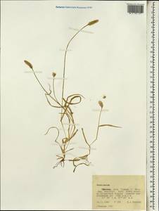 Pennisetum, Africa (AFR) (Ethiopia)