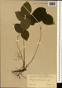 Epimedium pinnatum subsp. colchicum (Boiss.) N. Busch, Caucasus, Georgia (K4) (Georgia)