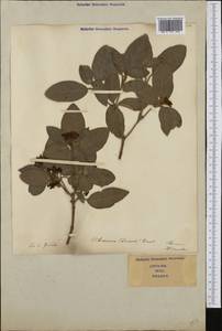 Viburnum tinus L., Western Europe (EUR) (Italy)