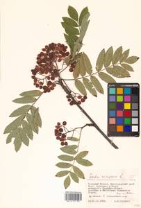 Sorbus aucuparia L., Caucasus, Krasnodar Krai & Adygea (K1a) (Russia)