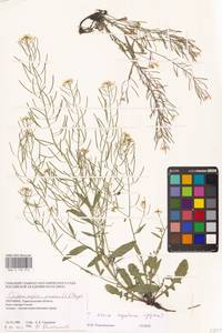 Arabidopsis arenosa (L.) Lawalrée, Eastern Europe, South Ukrainian region (E12) (Ukraine)