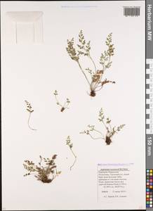 Asplenium adiantum-nigrum subsp. woronowii (Christ) Fraser-Jenkins, Caucasus, Stavropol Krai, Karachay-Cherkessia & Kabardino-Balkaria (K1b) (Russia)