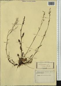 Rumex acetosella subsp. multifidus (L.) Schübl. & G. Martens, Western Europe (EUR) (Italy)