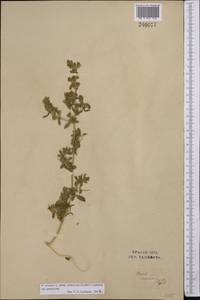 Ononis spinosa subsp. hircina (Jacq.)Gams, Middle Asia, Western Tian Shan & Karatau (M3) (Uzbekistan)