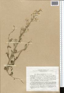 Delphinium camptocarpum Fisch. & C.A.Mey., Middle Asia, Muyunkumy, Balkhash & Betpak-Dala (M9) (Kazakhstan)
