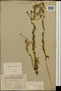Neslia paniculata (L.) Desv., Caucasus, Stavropol Krai, Karachay-Cherkessia & Kabardino-Balkaria (K1b) (Russia)