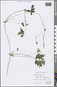 Potentilla reptans L., Eastern Europe, Central forest region (E5) (Russia)