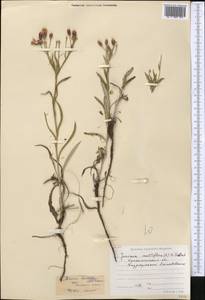 Jurinea multiflora (L.) B.Fedtsch., Middle Asia, Northern & Central Kazakhstan (M10) (Kazakhstan)