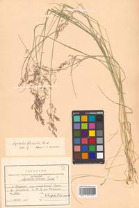 Agrostis flaccida Hack., Siberia, Russian Far East (S6) (Russia)