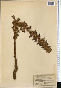 Orobanche amoena C.A. Mey., Middle Asia, Northern & Central Tian Shan (M4) (Kazakhstan)