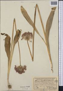 Allium sarawschanicum Regel, Middle Asia, Kopet Dag, Badkhyz, Small & Great Balkhan (M1) (Turkmenistan)