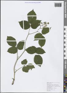 Rubus serpens Weihe ex Lej. & Courtois, Caucasus, Krasnodar Krai & Adygea (K1a) (Russia)