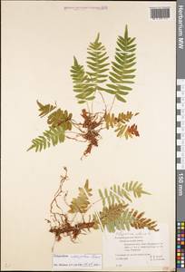 Polypodium interjectum Shivas, Eastern Europe, North-Western region (E2) (Russia)