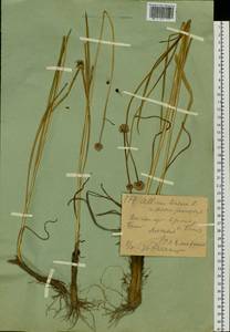 Allium lineare L., Siberia, Western (Kazakhstan) Altai Mountains (S2a) (Kazakhstan)