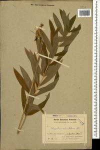 Polygonatum verticillatum (L.) All., Caucasus, Armenia (K5) (Armenia)