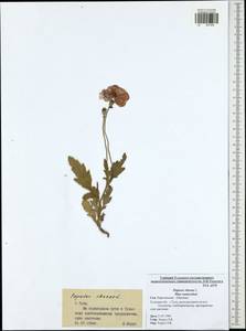 Papaver rhoeas L., Eastern Europe, Central region (E4) (Russia)