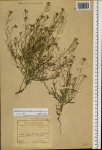 Dontostemon micranthus C.A. Mey., Siberia, Baikal & Transbaikal region (S4) (Russia)