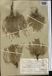 Anabasis salsa (C. A. Mey.) Benth. ex Volkens, Middle Asia, Northern & Central Tian Shan (M4) (Kazakhstan)