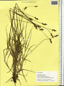 Carex leporina L., Eastern Europe, Eastern region (E10) (Russia)