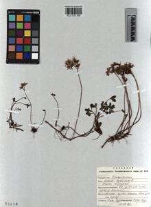 KUZ 003 366, Phedimus hybridus (L.) 't Hart, Siberia, Altai & Sayany Mountains (S2) (Russia)