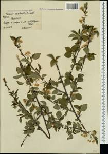 Prunus mahaleb L., Crimea (KRYM) (Russia)