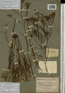 Limonium bellidifolium (Gouan) Dumort., Eastern Europe, Lower Volga region (E9) (Russia)