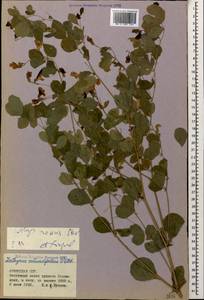 Lathyrus roseus Steven, Caucasus, Armenia (K5) (Armenia)