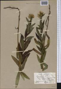 Pentanema salicinum (L.) D. Gut. Larr., Santos-Vicente, Anderb., E. Rico & M. M. Mart. Ort., Siberia, Altai & Sayany Mountains (S2) (Russia)