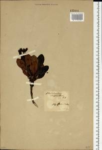 Rhododendron aureum Georgi, Siberia, Baikal & Transbaikal region (S4) (Russia)