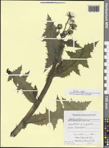 Sonchus asper (L.) Hill, Caucasus, Black Sea Shore (from Novorossiysk to Adler) (K3) (Russia)