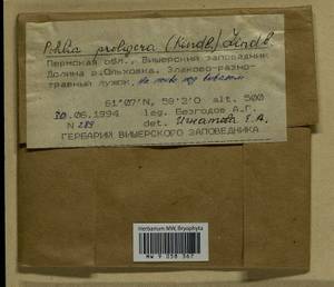 Pohlia proligera (Kindb. ex Breidl.) Lindb. ex Arnell, Bryophytes, Bryophytes - Permsky Krai, Udmurt Republic, Sverdlovsk & Kirov Oblasts (B8) (Russia)