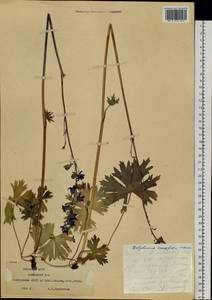 Delphinium crassifolium Schrad. ex Spreng., Siberia, Yakutia (S5) (Russia)