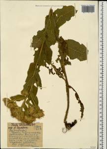 Inula thapsoides (M. Bieb.) Spreng., Caucasus, Black Sea Shore (from Novorossiysk to Adler) (K3) (Russia)