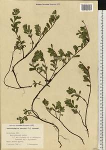 Arctostaphylos uva-ursi (L.) Spreng., Eastern Europe, Latvia (E2b) (Latvia)