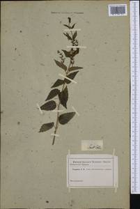 Scutellaria, Western Europe (EUR) (Not classified)