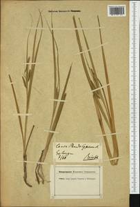 Carex pseudocyperus L., Western Europe (EUR) (Germany)