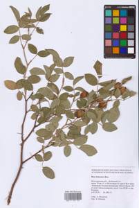 Rosa balsamica Besser, Eastern Europe, Lower Volga region (E9) (Russia)