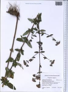 Origanum vulgare L., Middle Asia, Western Tian Shan & Karatau (M3) (Kyrgyzstan)
