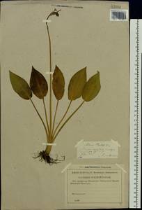 Alisma plantago-aquatica L., Eastern Europe, Middle Volga region (E8) (Russia)