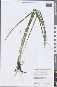 Iris ruthenica Ker Gawl., Siberia, Baikal & Transbaikal region (S4) (Russia)