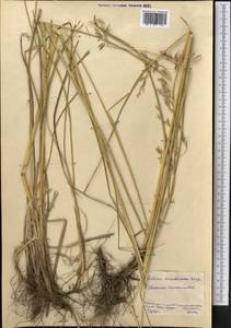 Festuca arundinacea Schreb. , nom. cons., Middle Asia, Northern & Central Kazakhstan (M10) (Kazakhstan)