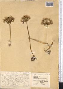 Allium caspium (Pall.) M.Bieb., Middle Asia, Syr-Darian deserts & Kyzylkum (M7) (Uzbekistan)