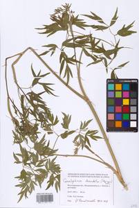 Cenolophium fischeri (Spreng.) W. D. J. Koch, Eastern Europe, Lower Volga region (E9) (Russia)