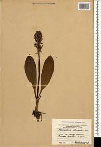 Platanthera chlorantha (Custer) Rchb., Caucasus, South Ossetia (K4b) (South Ossetia)