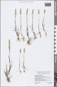 Rostraria cristata (L.) Tzvelev, South Asia, South Asia (Asia outside ex-Soviet states and Mongolia) (ASIA) (Turkey)