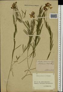 Lathyrus pallescens (M.Bieb.) K.Koch, Eastern Europe, Rostov Oblast (E12a) (Russia)